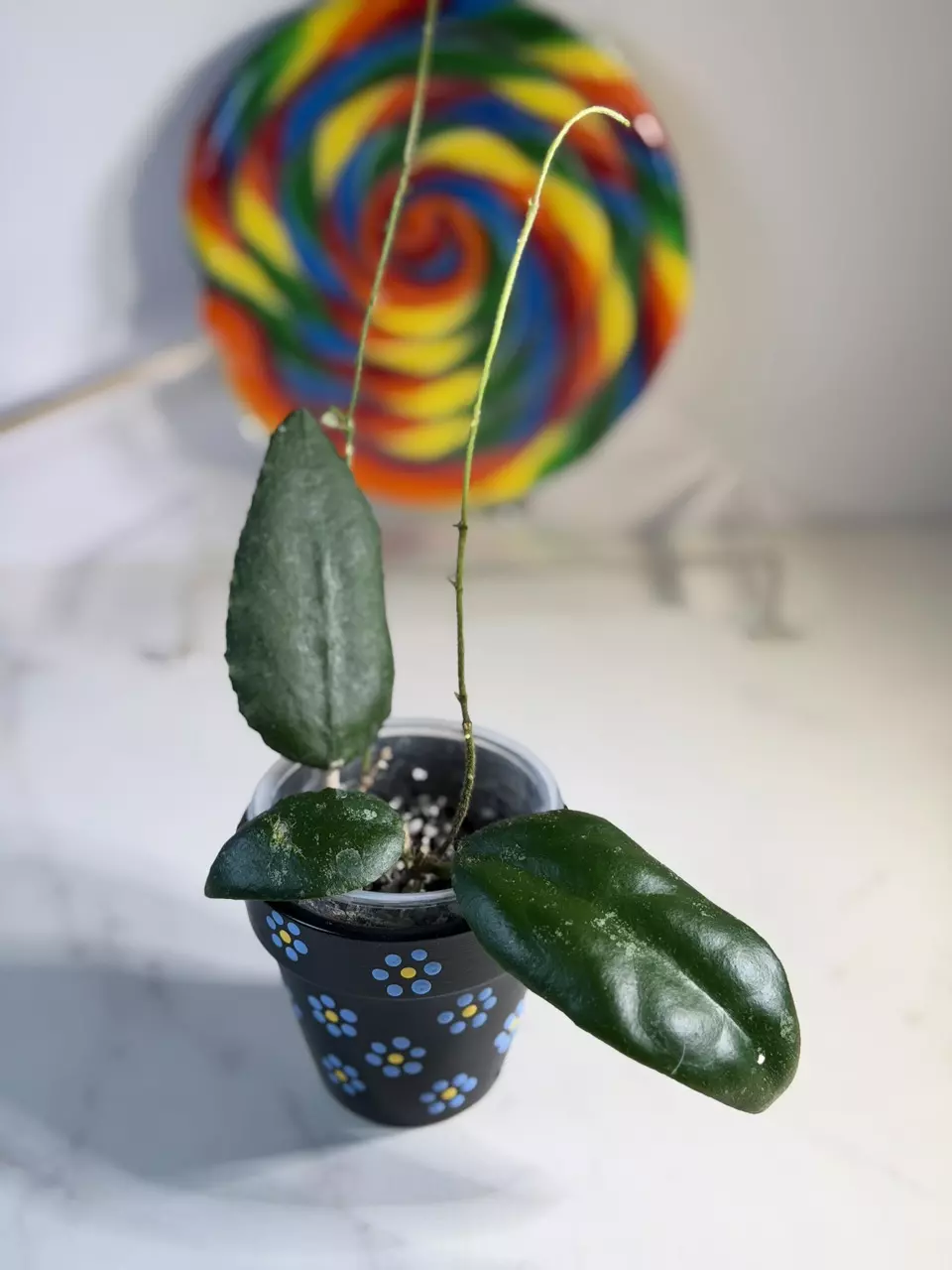 Hoya Caudata Sumatra thumbnail