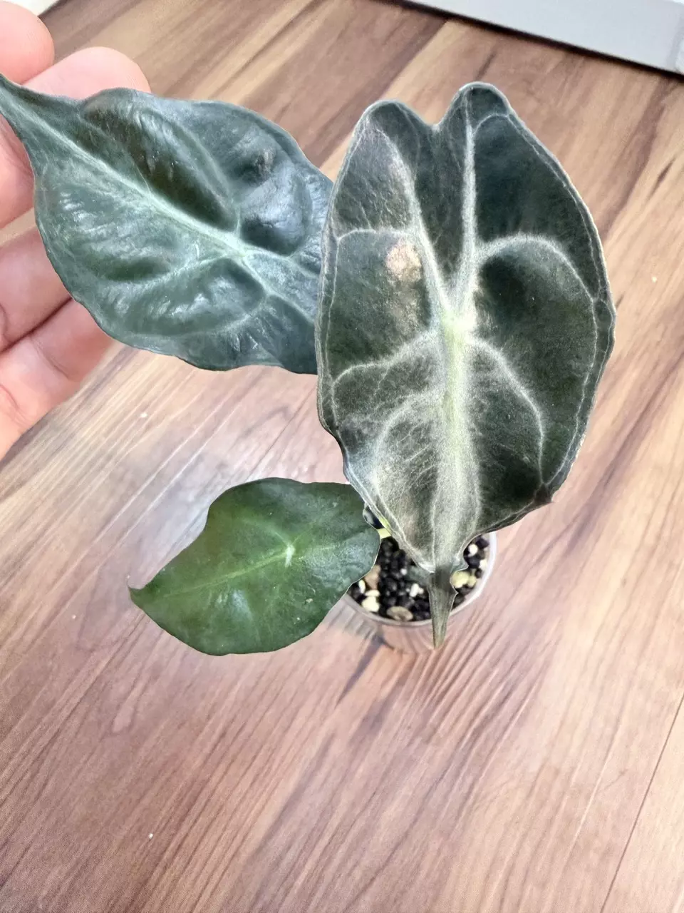 Alocasia Venom thumbnail