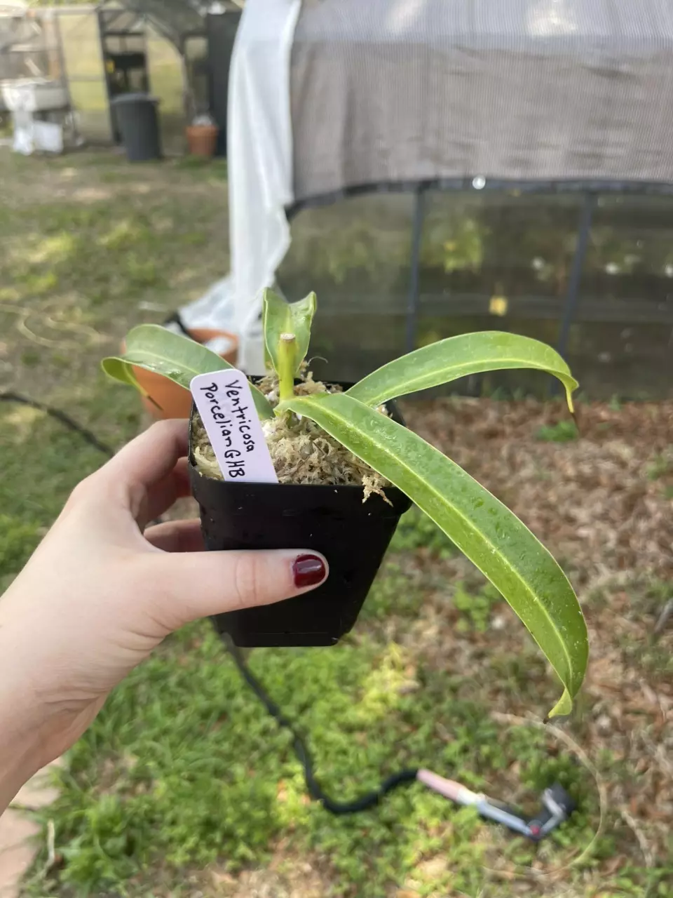 Ventricosa porcelain GHB fresh cutting thumbnail