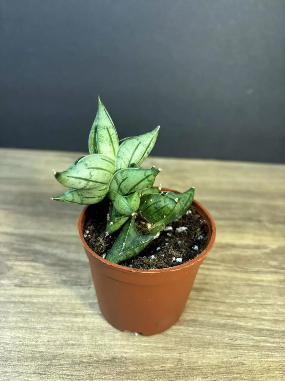 Sansevieria Bonji 3” 2985 thumbnail