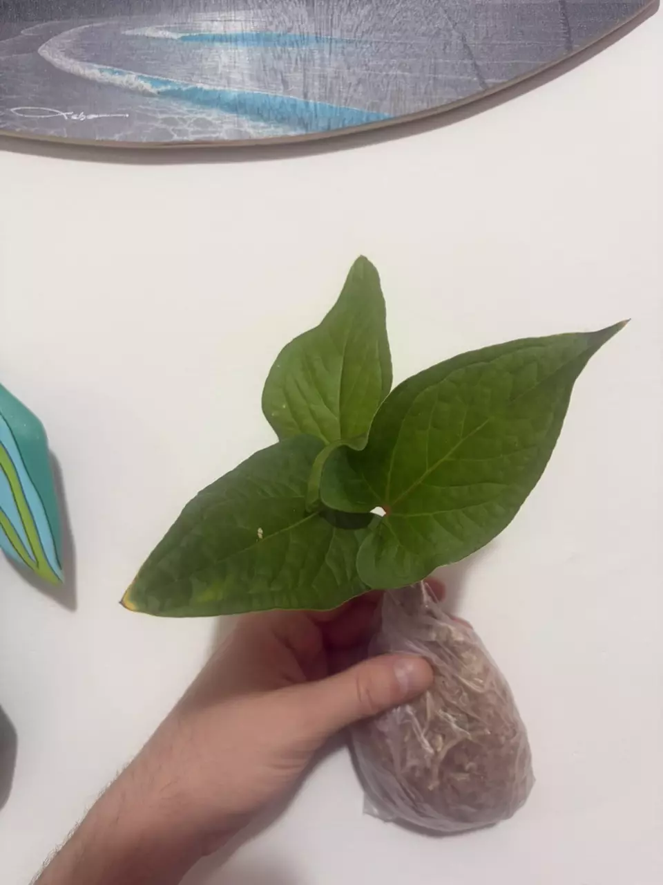 Anthurium SP Panama thumbnail
