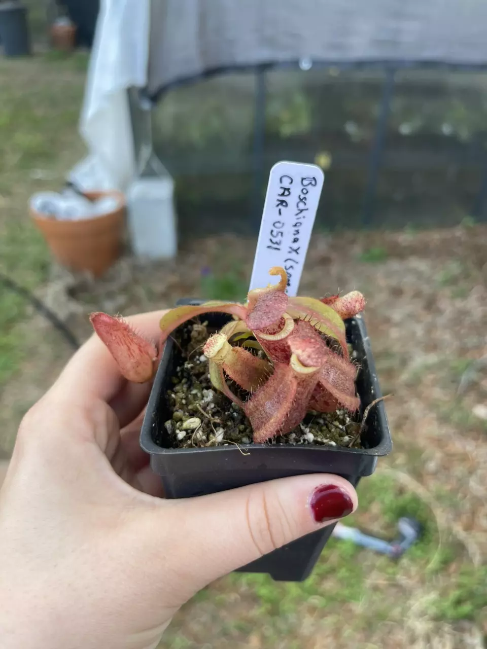 Bosch x (spect x veitchii) thumbnail