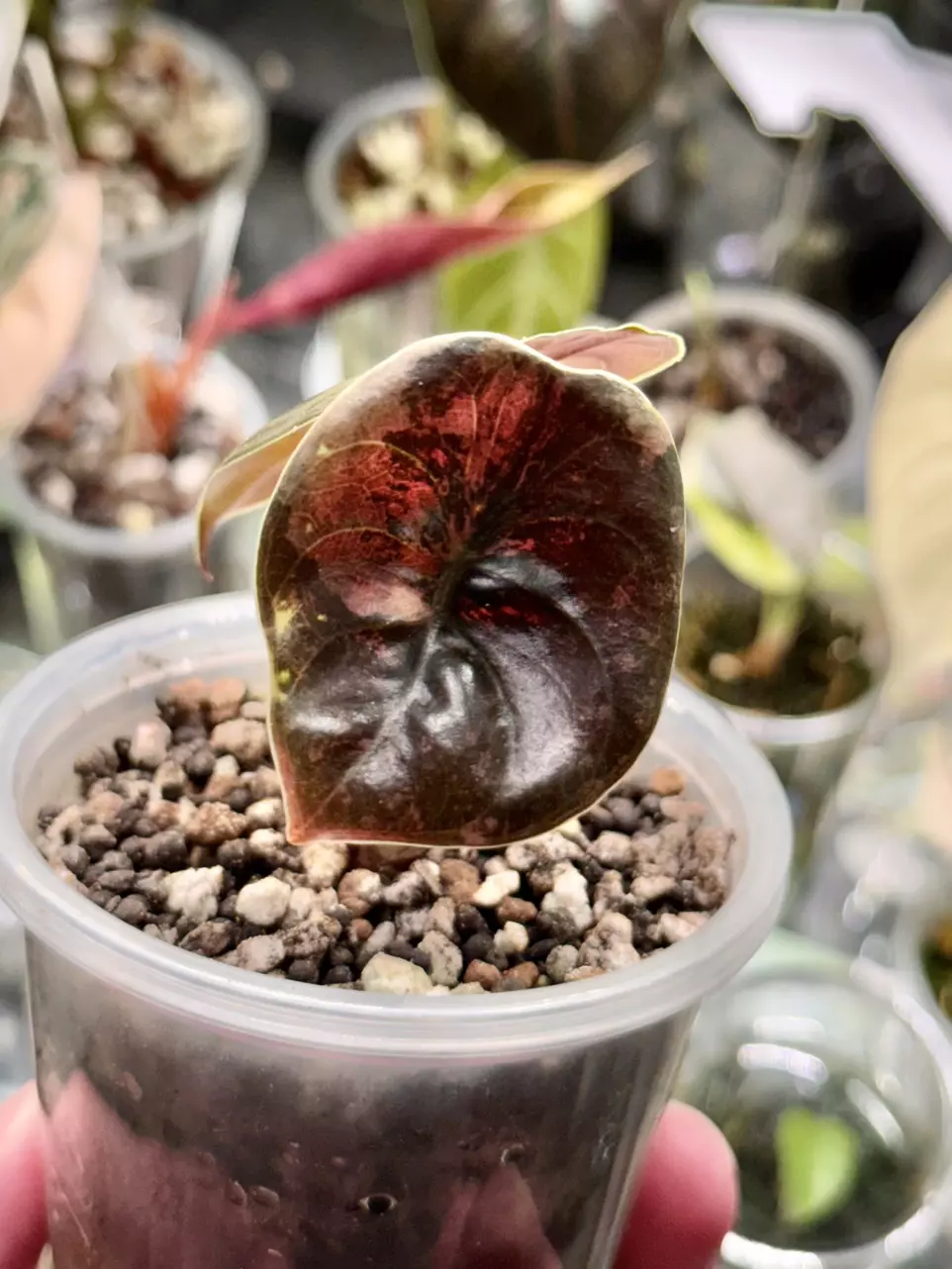 Alocasia Variegated Pink Cuprea thumbnail