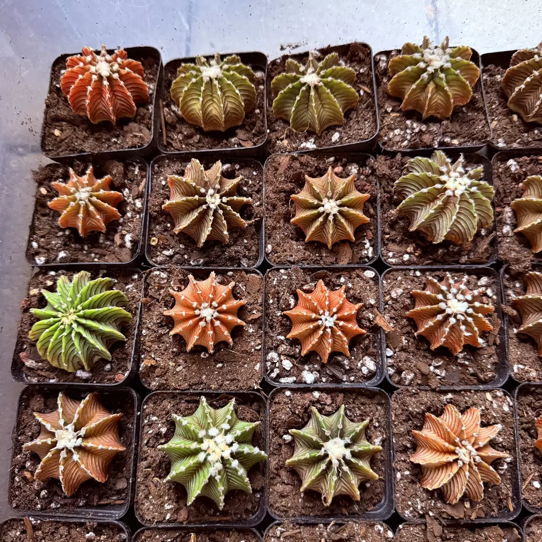 Gymnocalycium Vos 1241 special color thumbnail