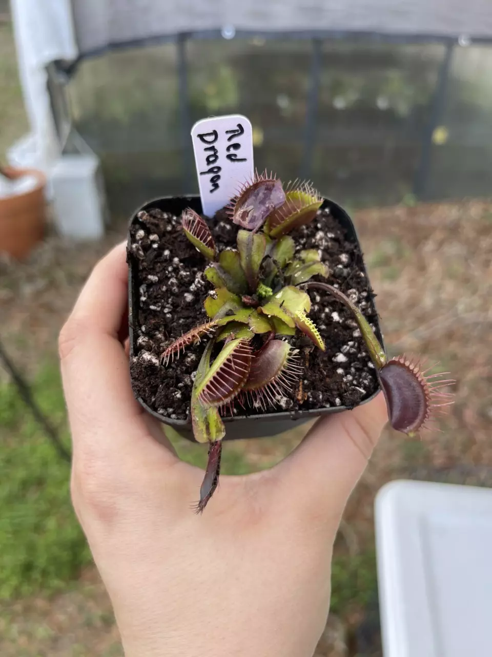 Red dragon Venus fly trap thumbnail