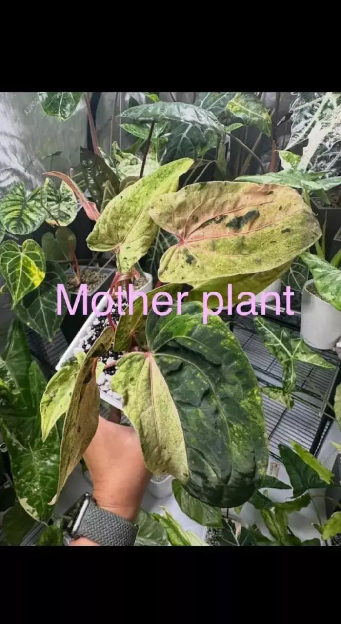 1335 - Variegated anthurium dark phoenix clone. Chonk grown thumbnail