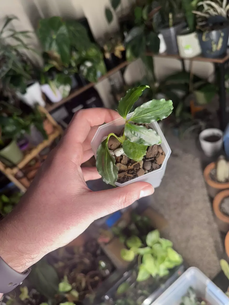 Anthurium Cochabamba (Polyschistum) thumbnail