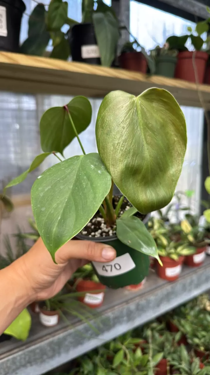 470 Philodendron Lynamii thumbnail