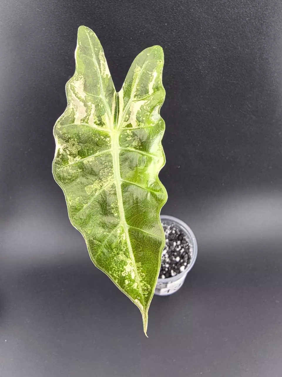 1333 - Variegated alocasia true pink amazonica. Chonk grown. thumbnail