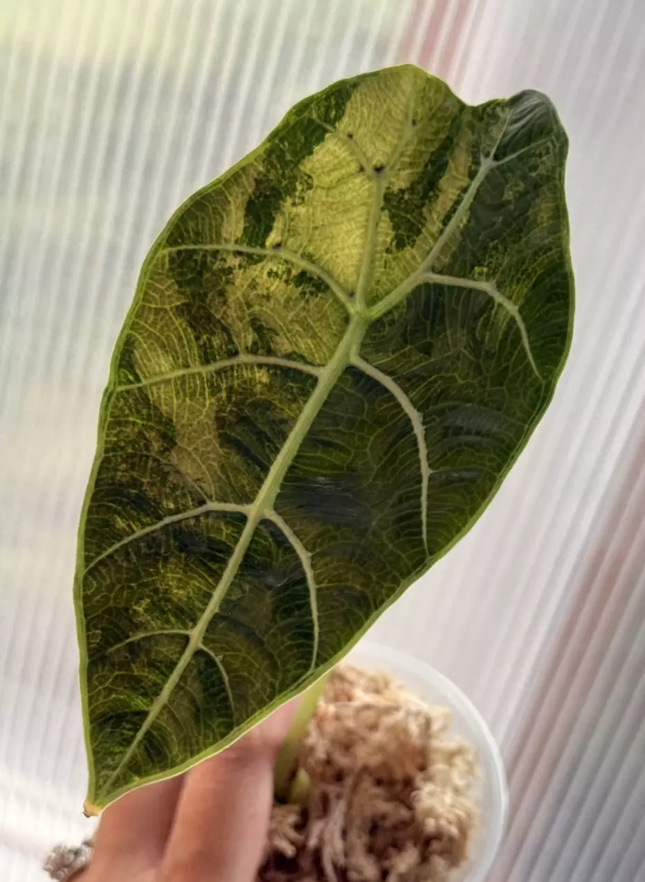 Watsoniana Tri Color thumbnail