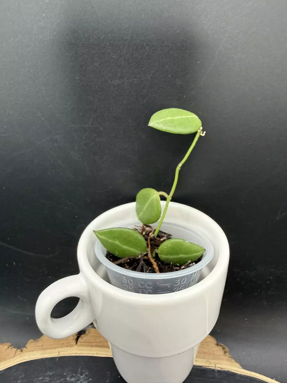 Dischidia One Stripe #244 thumbnail