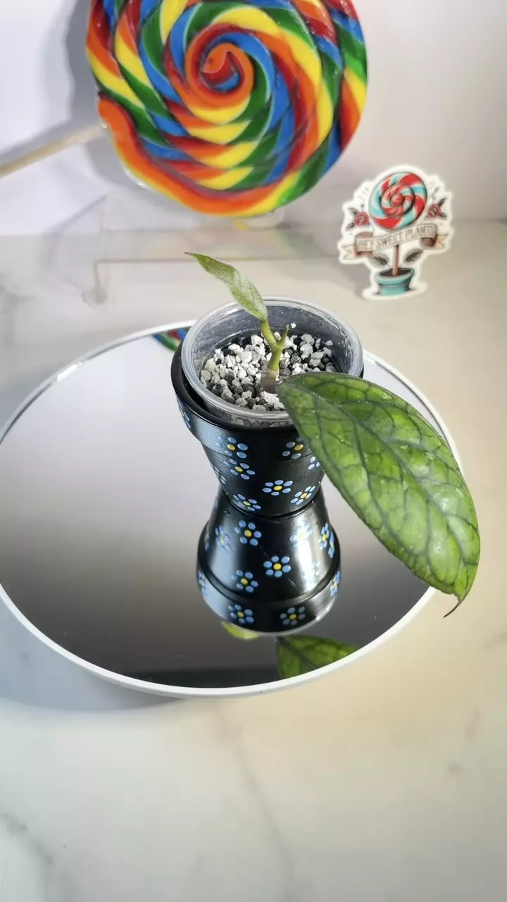 Hoya Irina (EPC 964) thumbnail