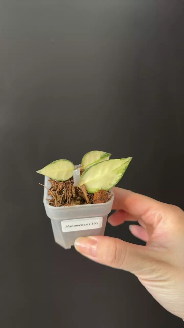 Hoya nabawenesis 165 thumbnail