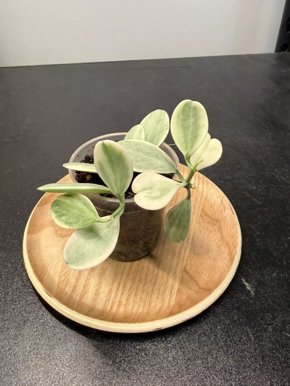 Dischidia Oiantha Variegata thumbnail