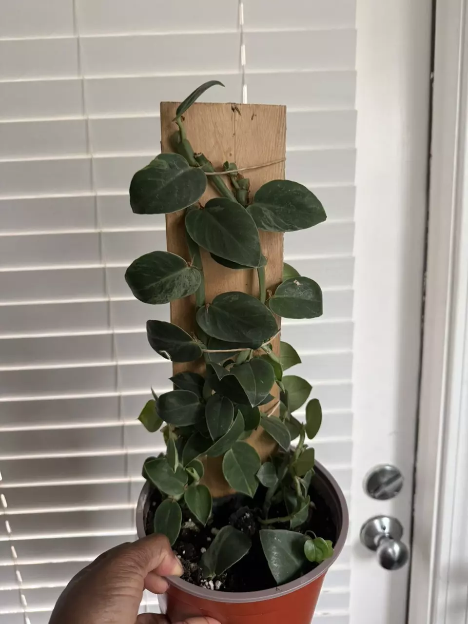 Rhaphidophora Hongkongensis Variegated thumbnail