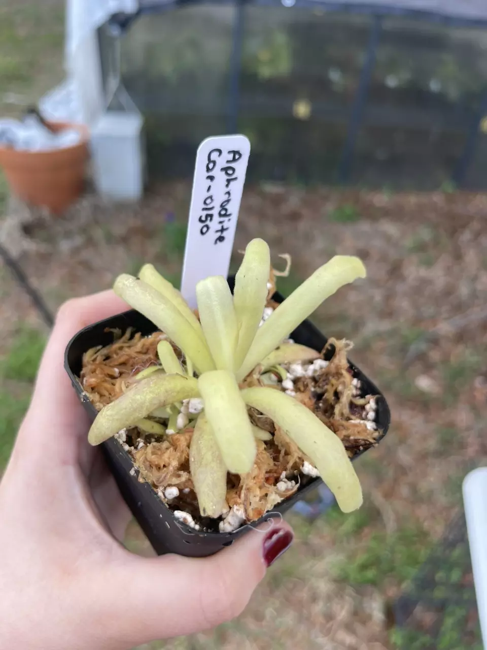 Aphrodite ping thumbnail