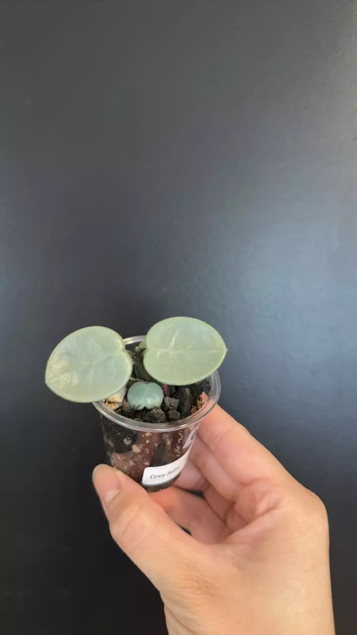 Hoya grey fairy (2 nodes) 25 thumbnail
