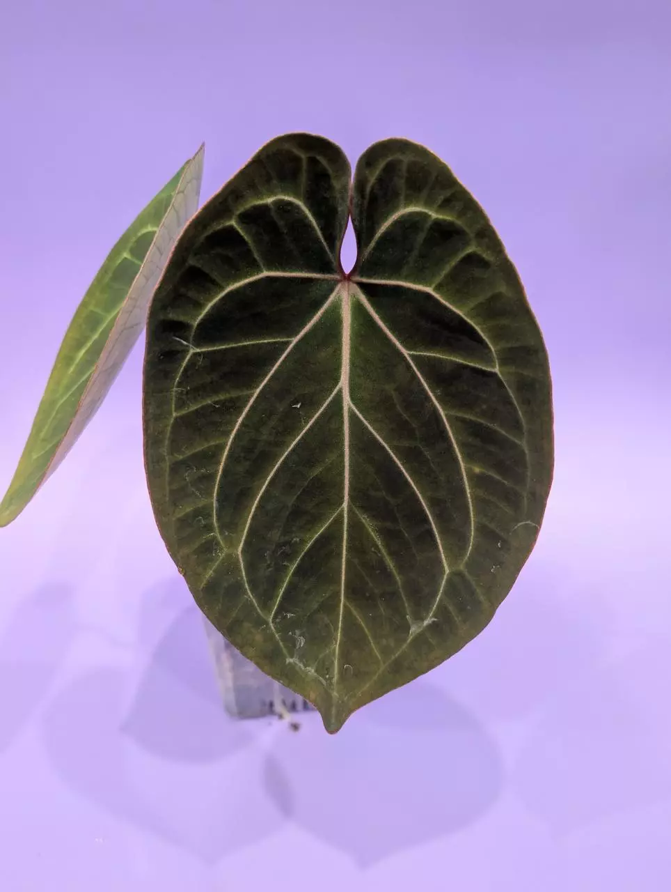 King of Spades x BWM (B.B.Tropicals) thumbnail