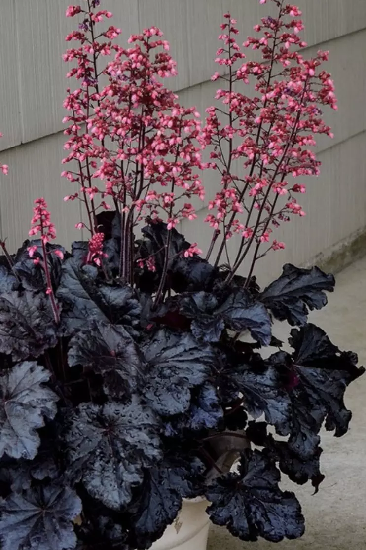 Heuchera dark knight Starter Plant growers choice thumbnail