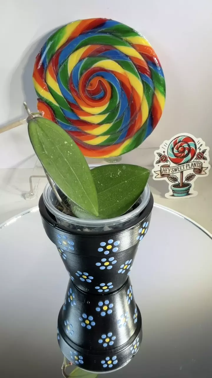 Hoya GTX 05 ‘Eloisa’ thumbnail