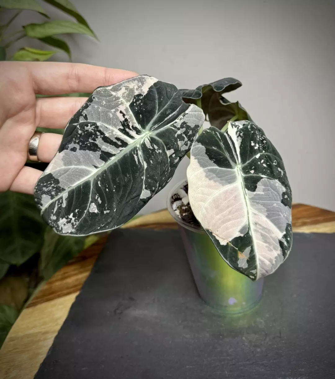 Alocasia Black Velvet Pink Corm thumbnail