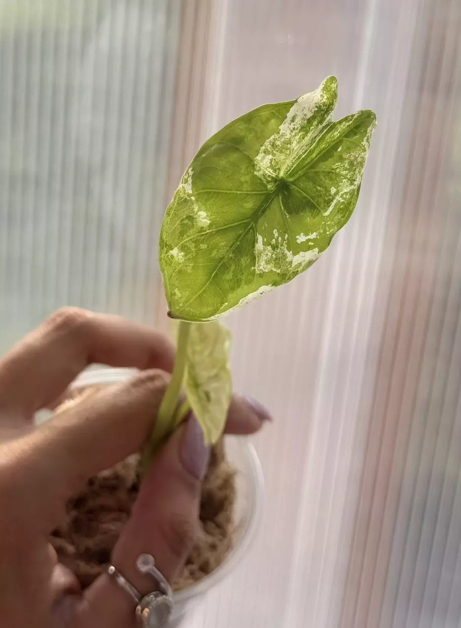 Fornicata Mint thumbnail