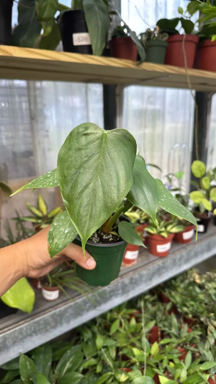 474 Philodendron Lynamii thumbnail