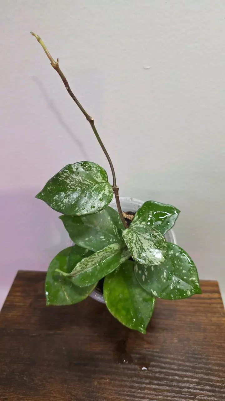 Hoya Carnosa Splash 619 thumbnail