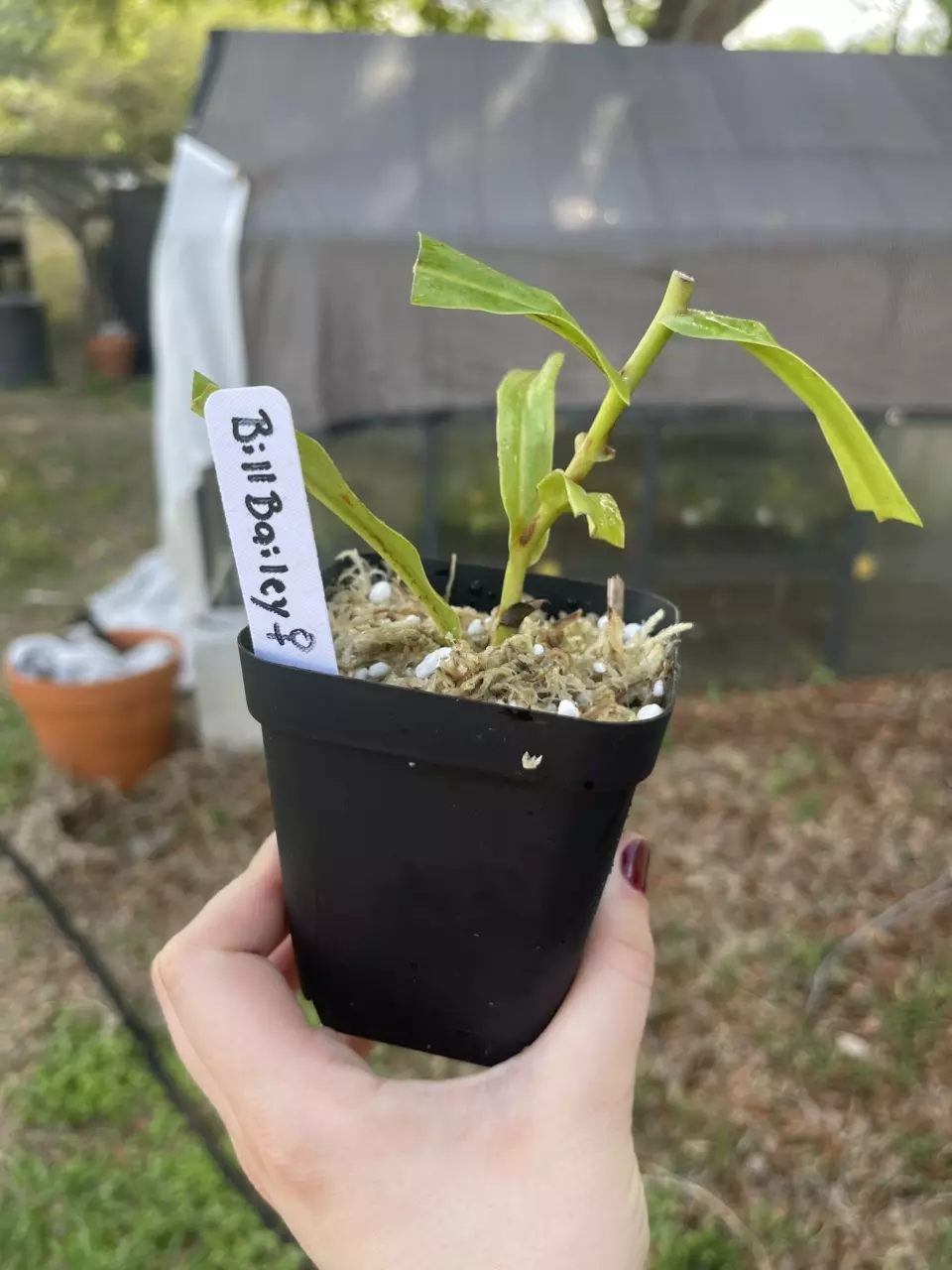 Bill bailey fresh cutting thumbnail