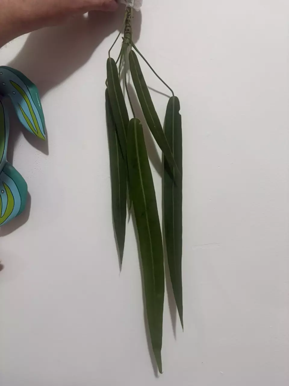 Anthurium Pallidiflorum thumbnail