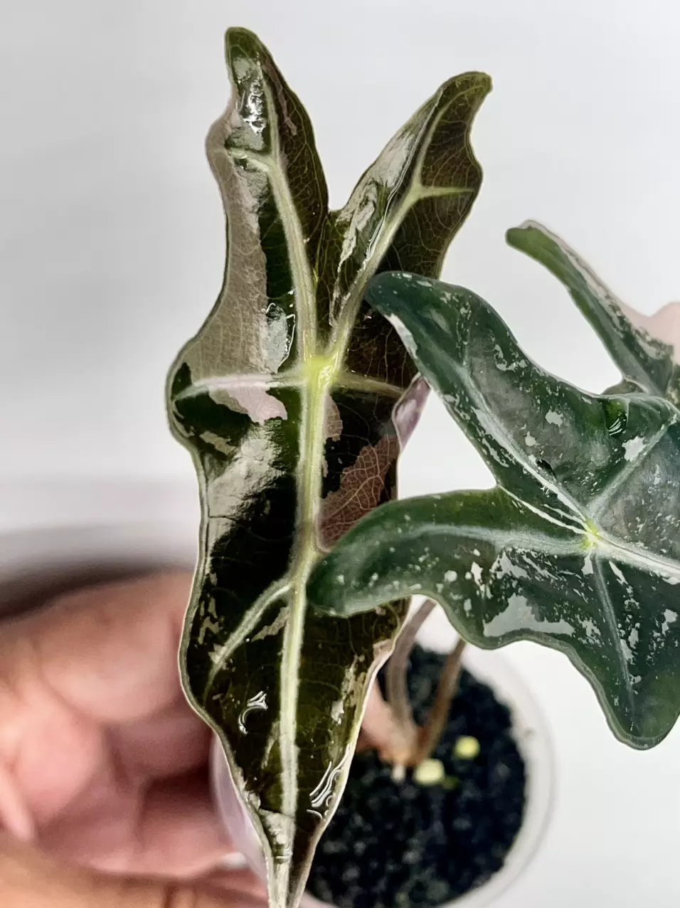 #858-Alocasia Pink Nobilis thumbnail