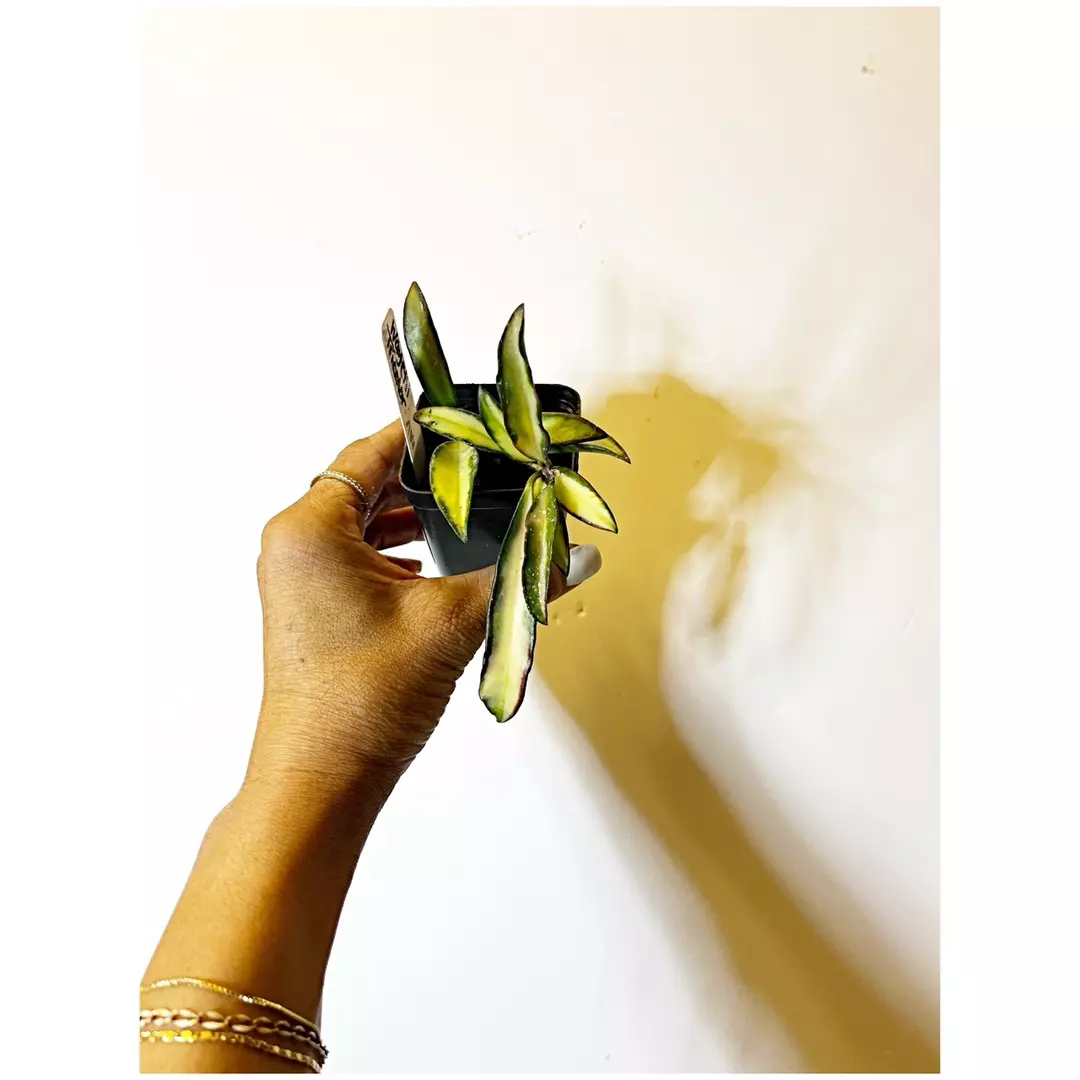 🎋Hoya Wayetii Tricolor thumbnail