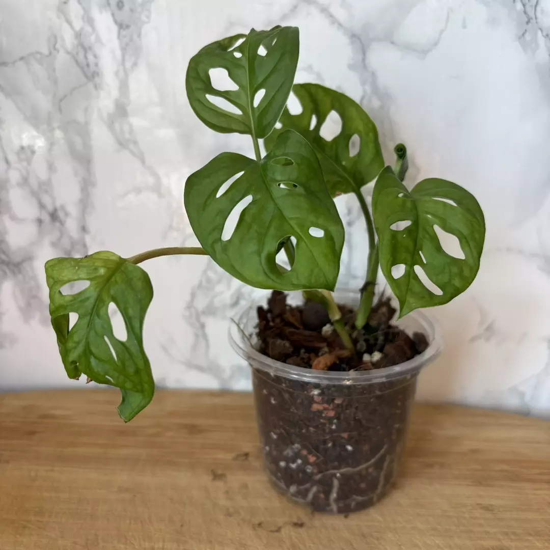 Rehab: Monstera adansonii ‘Swiss Cheese’ 4” thumbnail