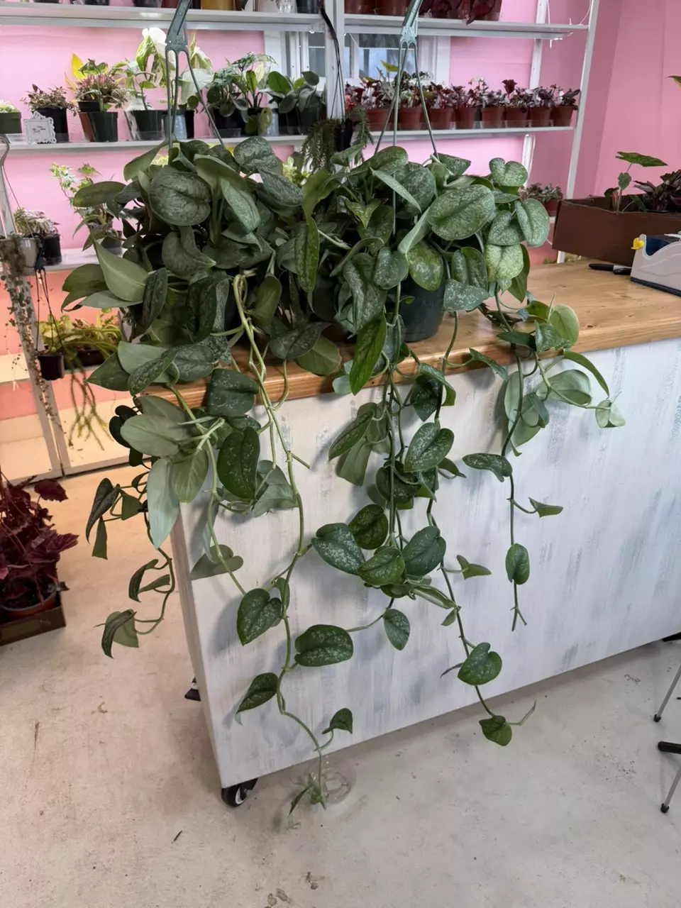 Scindapsus Exotica XL 8” sellers choice thumbnail