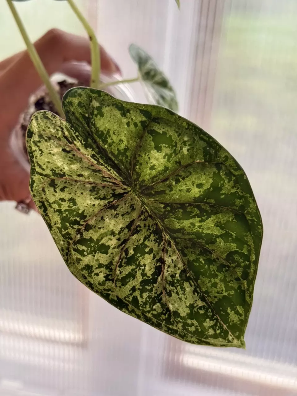 Dragon Scale Mint Corming size 🥰 thumbnail