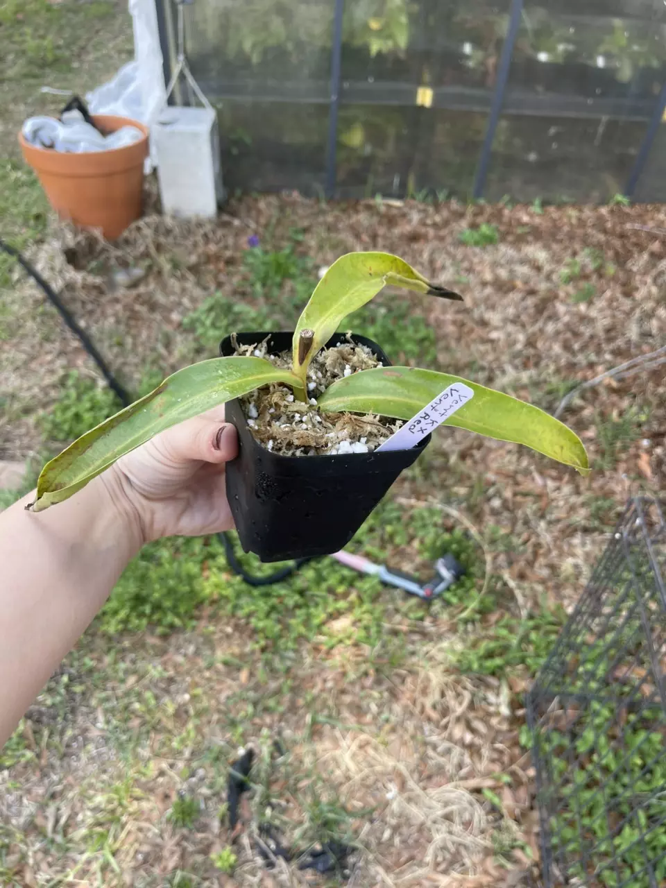 Vent K x vent red thumbnail