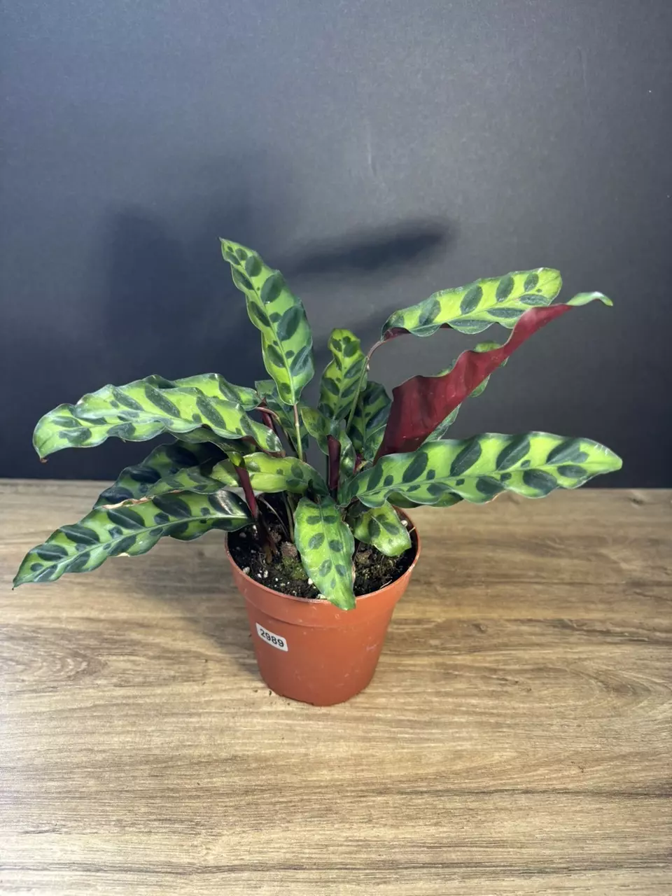 Calathea Lancifolia Rattlesnake 4” 2989 thumbnail