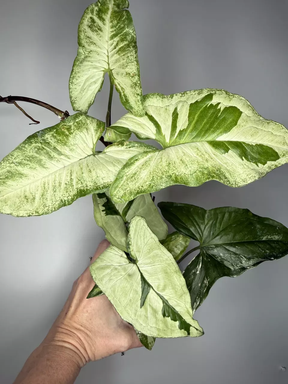 Syngonium Three Kings thumbnail