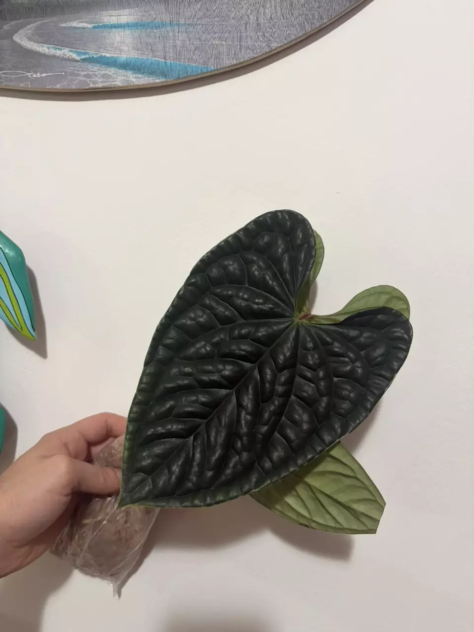 Anthurium Luxurians thumbnail