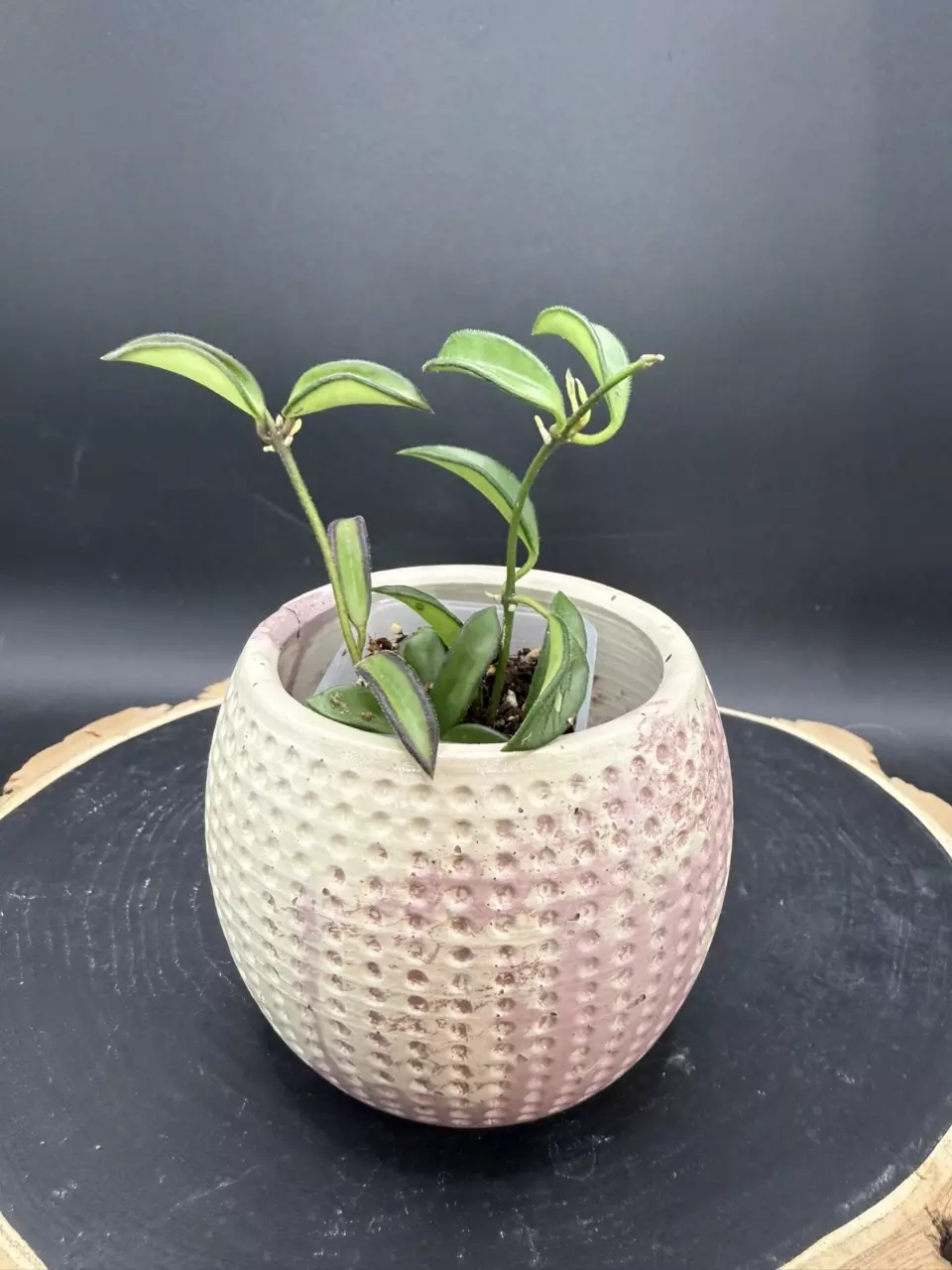 Hoya PG-04 Zambales “mini Wayetti” #234 thumbnail