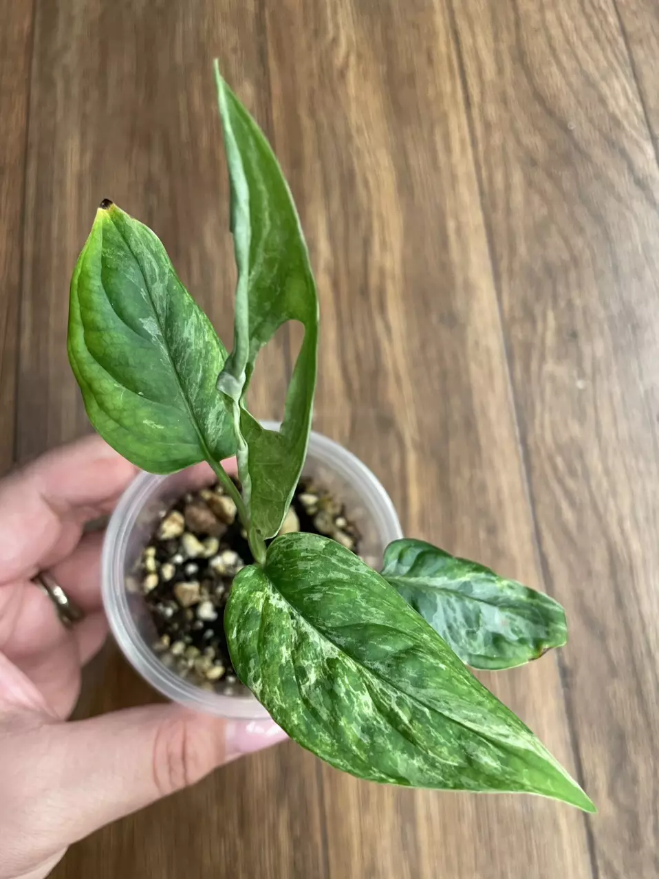 Monstera Adansonii Mint thumbnail