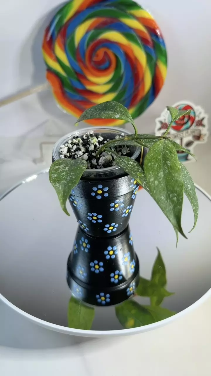 Hoya Multiflora Indo splash thumbnail