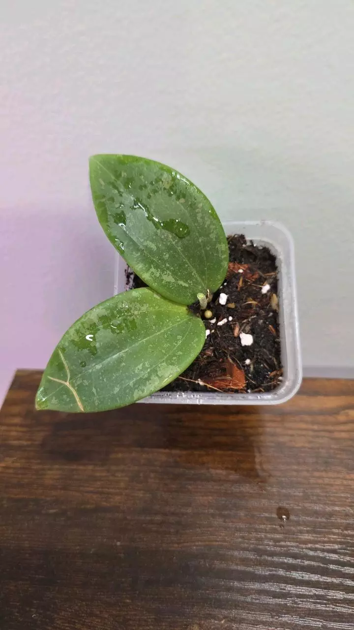 Hoya Wibergiae Pink Splash 618 thumbnail