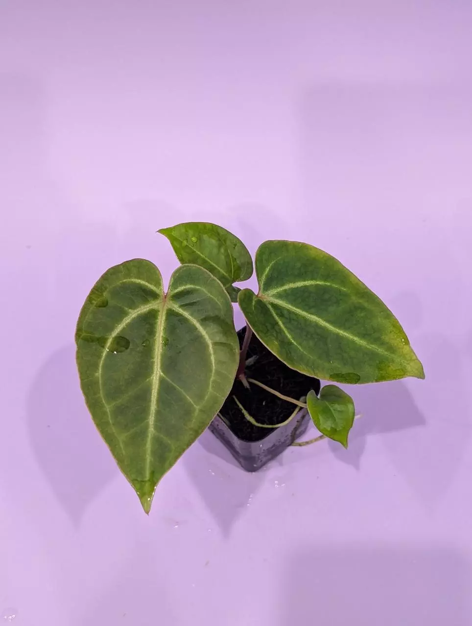 Magnificum silver x besseae aff. Prolixus (WhisperRockTropicals) thumbnail