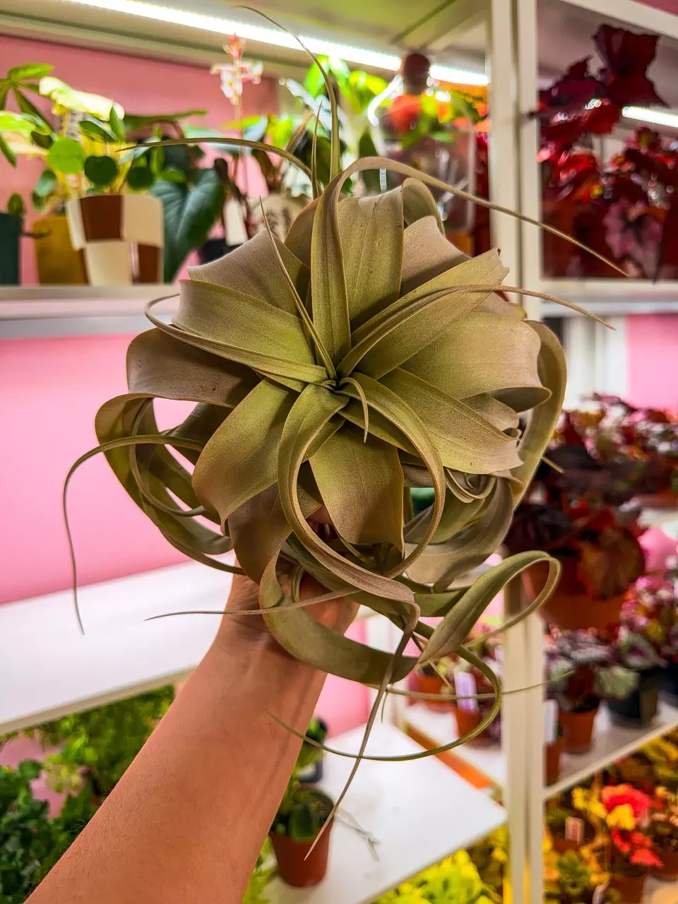 Air plant xerographica large thumbnail