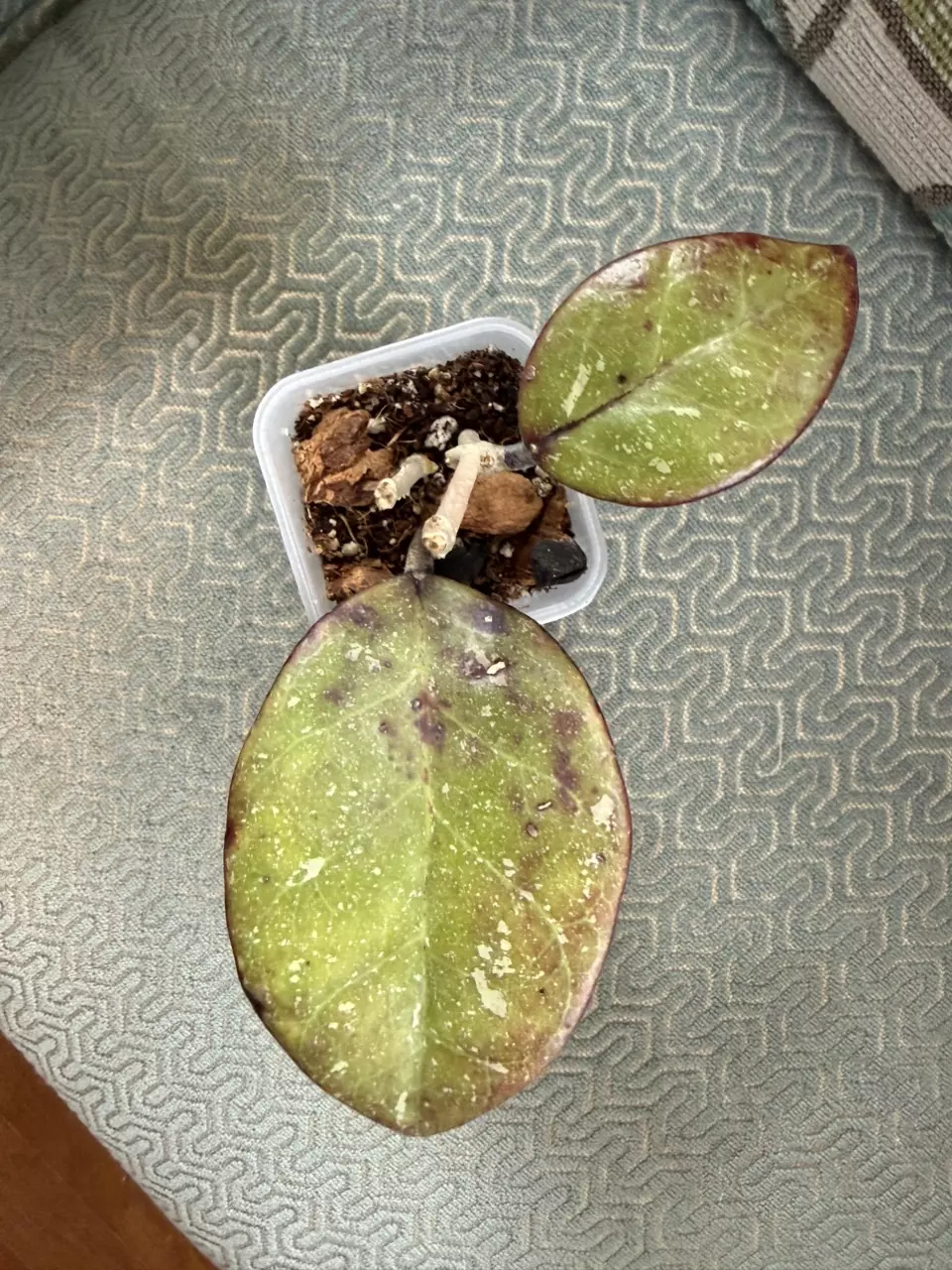 Hoya AH-053, sunstressed #253 thumbnail