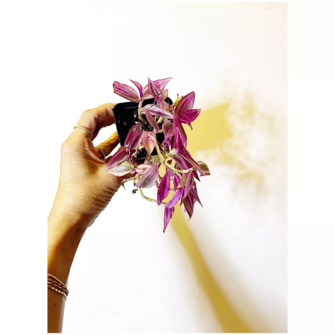 🎋Tradescantia Pink Paradise *gc 2” thumbnail