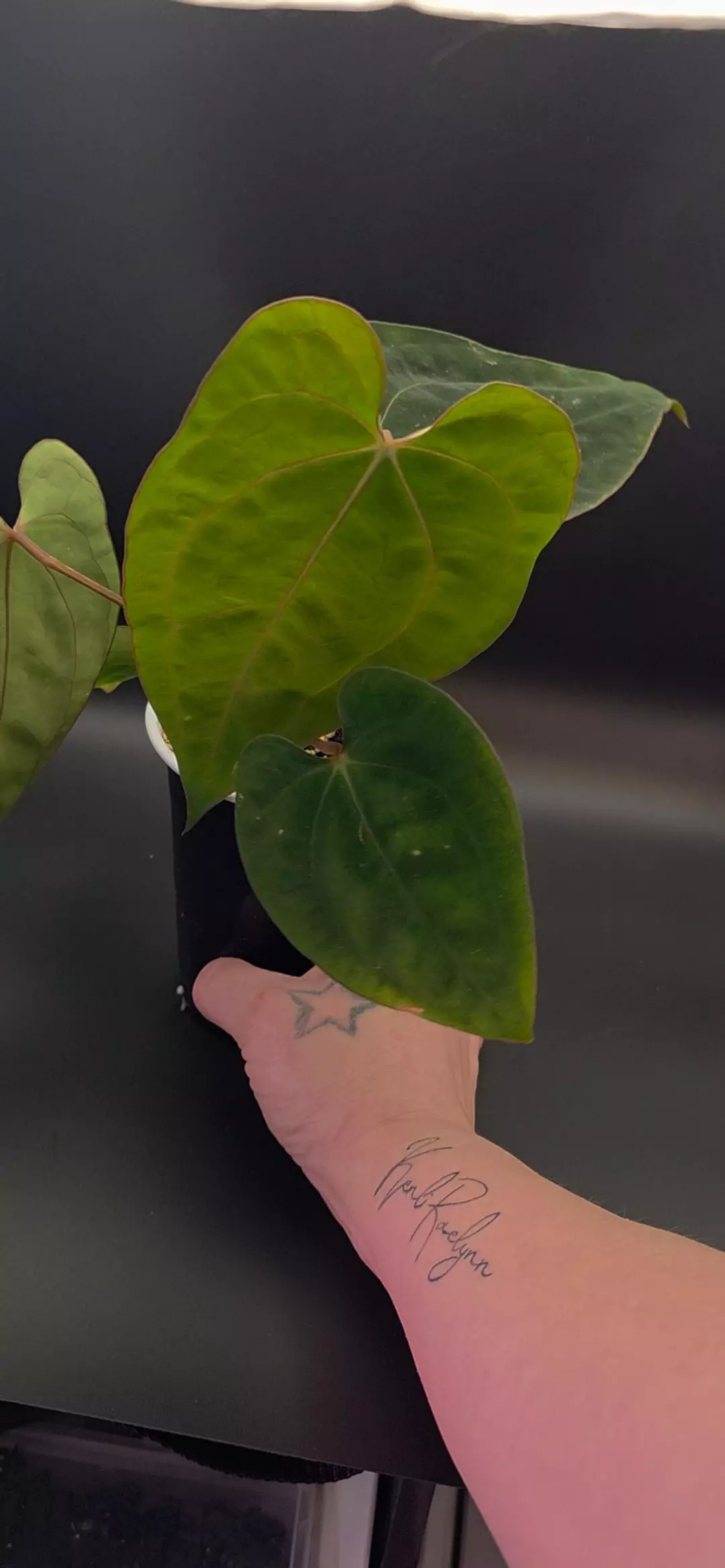 Anthurium (carlablackiae x besseae aff) x papi Wormtail OFFSET thumbnail