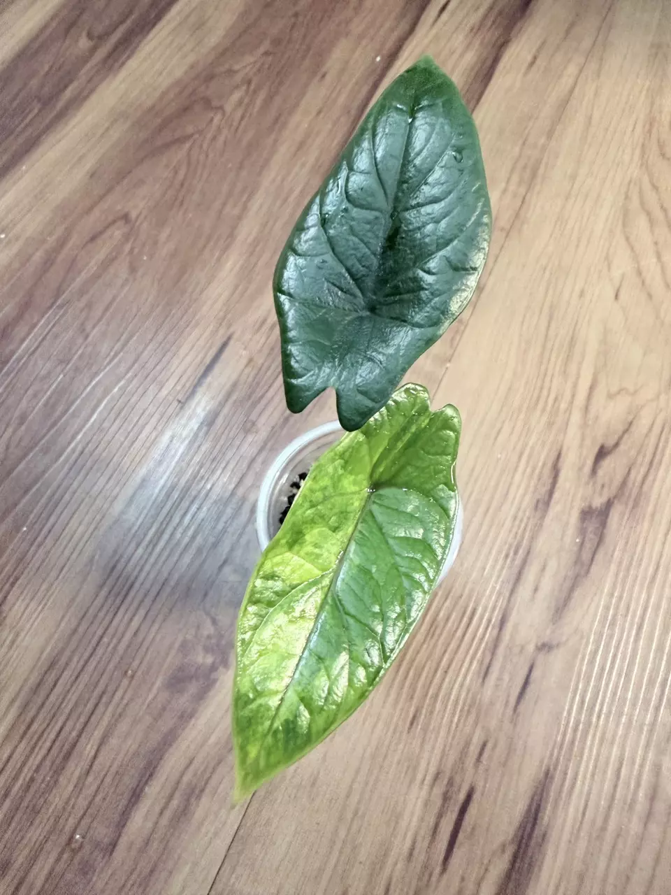 Alocasia Scalprum Aurea thumbnail