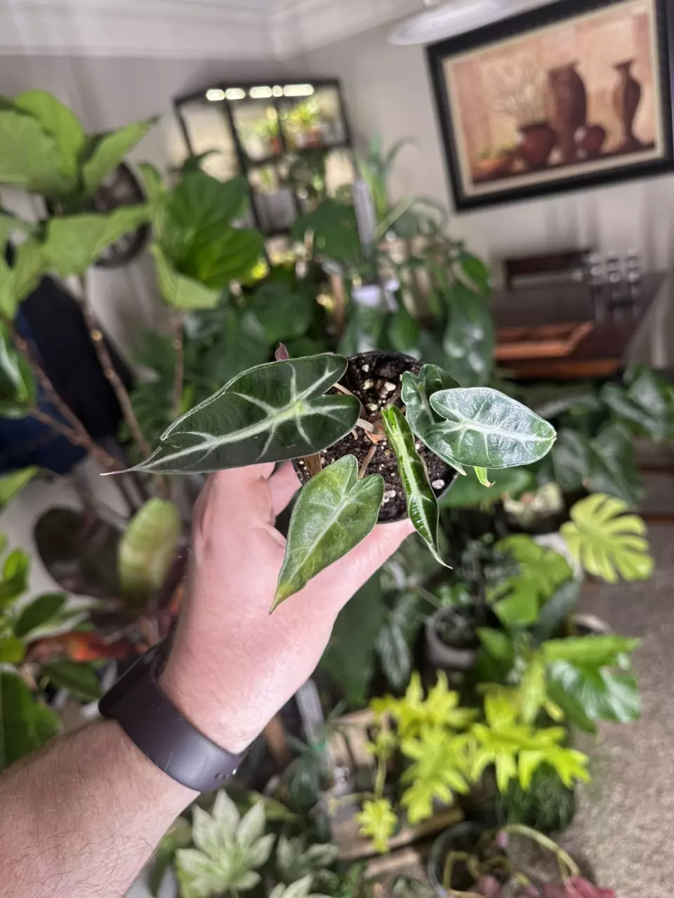 Alocasia Polly Bambino thumbnail